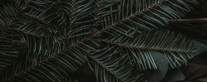 Preview wallpaper spruce, branches, needles, dark, green