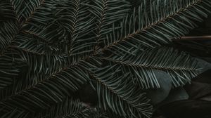 Preview wallpaper spruce, branches, needles, dark, green