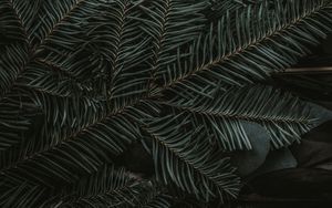 Preview wallpaper spruce, branches, needles, dark, green