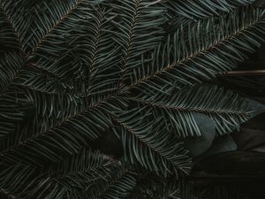 Preview wallpaper spruce, branches, needles, dark, green