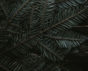 Preview wallpaper spruce, branches, needles, dark, green