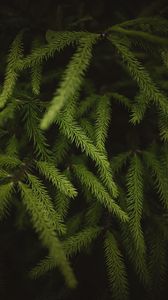 Preview wallpaper spruce, branches, needles, green, macro