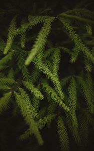 Preview wallpaper spruce, branches, needles, green, macro
