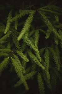 Preview wallpaper spruce, branches, needles, green, macro