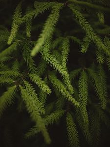 Preview wallpaper spruce, branches, needles, green, macro