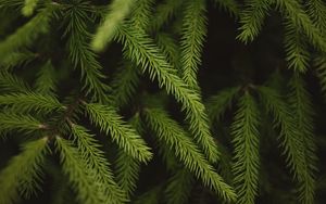 Preview wallpaper spruce, branches, needles, green, macro