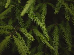 Preview wallpaper spruce, branches, needles, green, macro