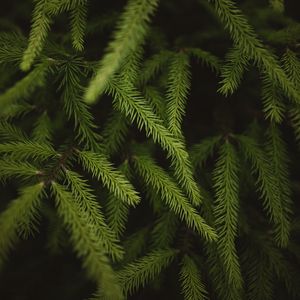 Preview wallpaper spruce, branches, needles, green, macro