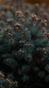 Preview wallpaper spruce, branches, needles, plant