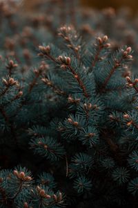 Preview wallpaper spruce, branches, needles, plant