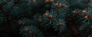 Preview wallpaper spruce, branches, needles, plant