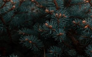 Preview wallpaper spruce, branches, needles, plant