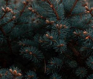 Preview wallpaper spruce, branches, needles, plant