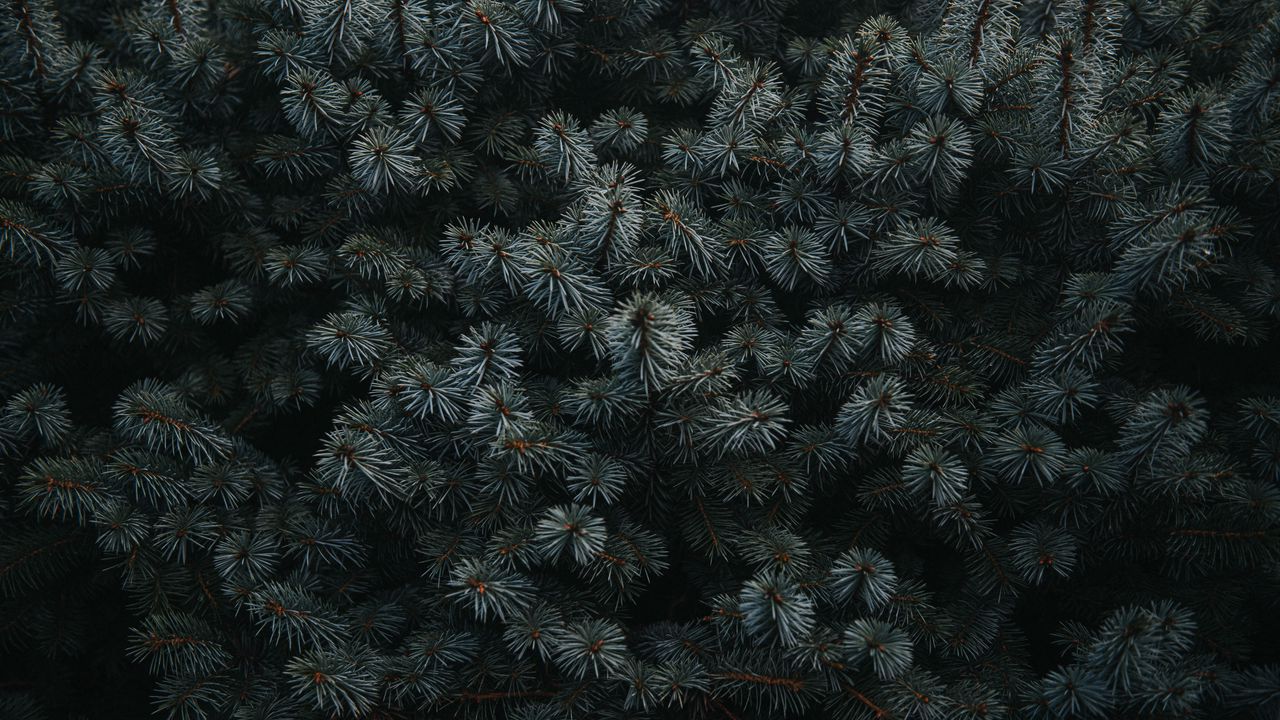 Wallpaper spruce, branches, needles, plant, dark
