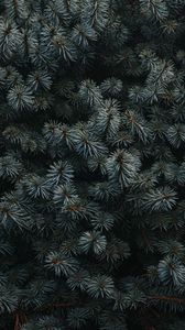 Preview wallpaper spruce, branches, needles, plant, dark