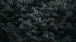 Preview wallpaper spruce, branches, needles, plant, dark