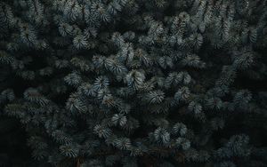 Preview wallpaper spruce, branches, needles, plant, dark
