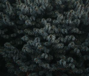 Preview wallpaper spruce, branches, needles, plant, dark