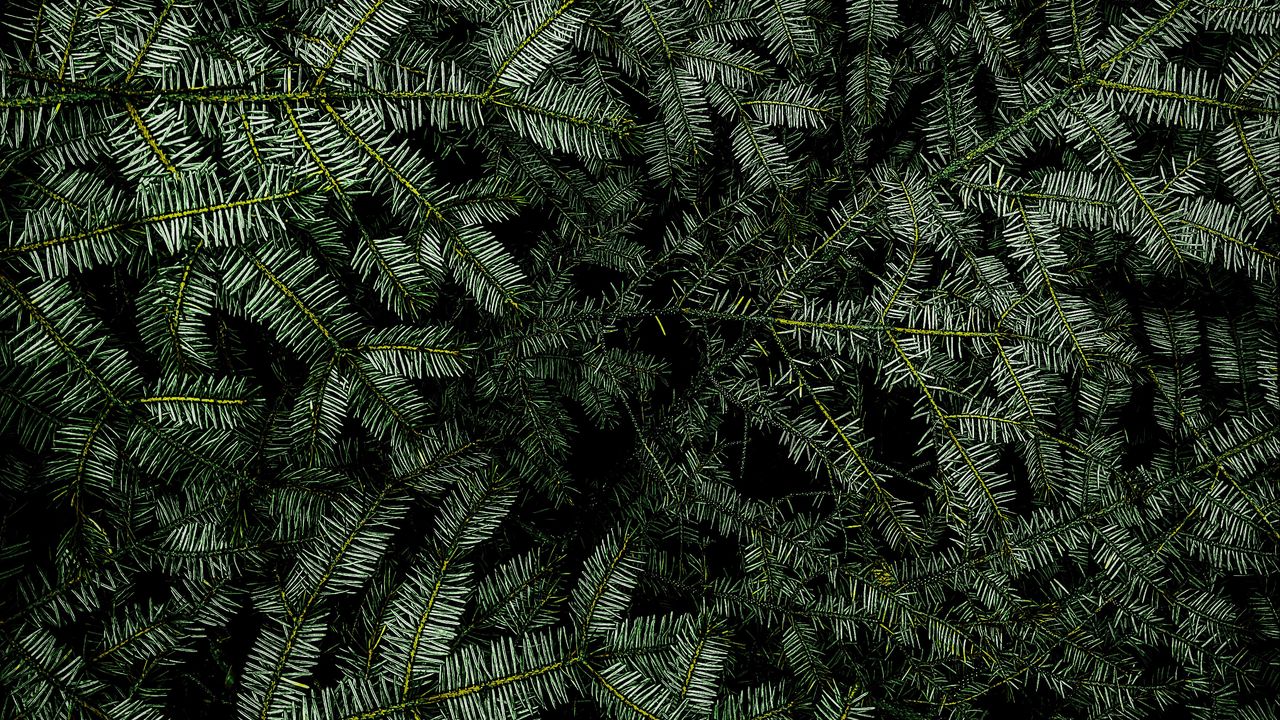 Wallpaper spruce, branches, needles, plant, green