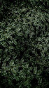 Preview wallpaper spruce, branches, needles, plant, green