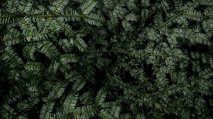 Preview wallpaper spruce, branches, needles, plant, green
