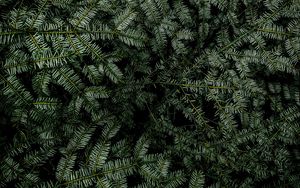 Preview wallpaper spruce, branches, needles, plant, green