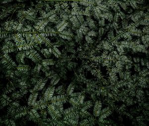 Preview wallpaper spruce, branches, needles, plant, green