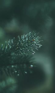 Preview wallpaper spruce, branches, needles, drops, wet