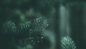 Preview wallpaper spruce, branches, needles, drops, wet