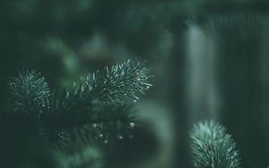 Preview wallpaper spruce, branches, needles, drops, wet