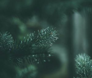 Preview wallpaper spruce, branches, needles, drops, wet