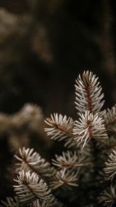 Preview wallpaper spruce, branches, needles, macro