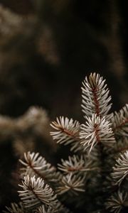 Preview wallpaper spruce, branches, needles, macro