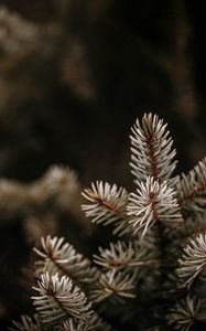 Preview wallpaper spruce, branches, needles, macro