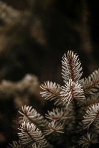 Preview wallpaper spruce, branches, needles, macro