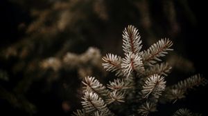 Preview wallpaper spruce, branches, needles, macro