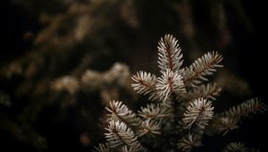 Preview wallpaper spruce, branches, needles, macro