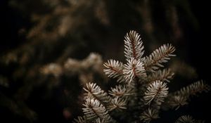 Preview wallpaper spruce, branches, needles, macro