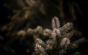 Preview wallpaper spruce, branches, needles, macro