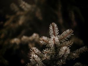 Preview wallpaper spruce, branches, needles, macro