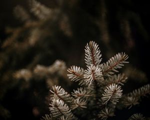 Preview wallpaper spruce, branches, needles, macro