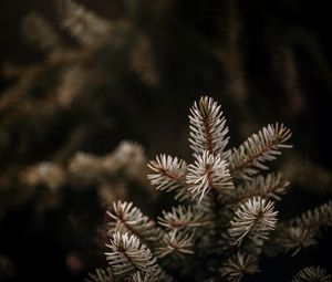 Preview wallpaper spruce, branches, needles, macro