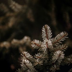 Preview wallpaper spruce, branches, needles, macro