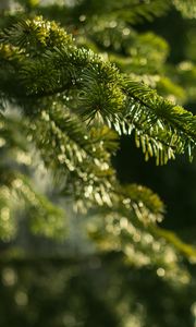 Preview wallpaper spruce, branches, needles, macro, green