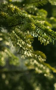 Preview wallpaper spruce, branches, needles, macro, green