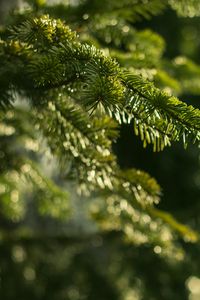 Preview wallpaper spruce, branches, needles, macro, green