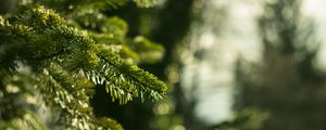 Preview wallpaper spruce, branches, needles, macro, green