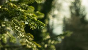 Preview wallpaper spruce, branches, needles, macro, green