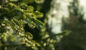 Preview wallpaper spruce, branches, needles, macro, green