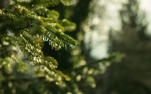 Preview wallpaper spruce, branches, needles, macro, green